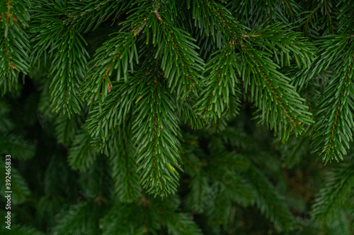 green spruce branches on the tree