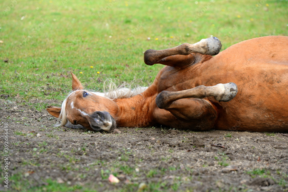 Fototapeta premium Pferde Schönheiten. Schönes Pferd in der Sonne