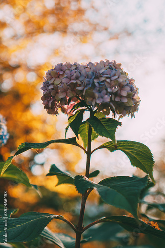 bush pink hydrangea at sunset