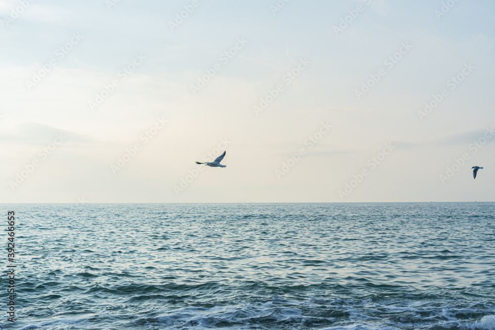 seagulls fly over the Black Sea in Sochi