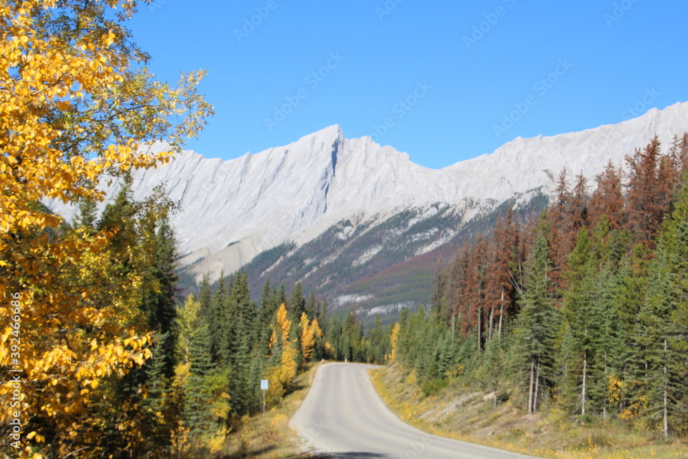 Autumn Down Maligne Lake Road, Jasper National Park, Alberta