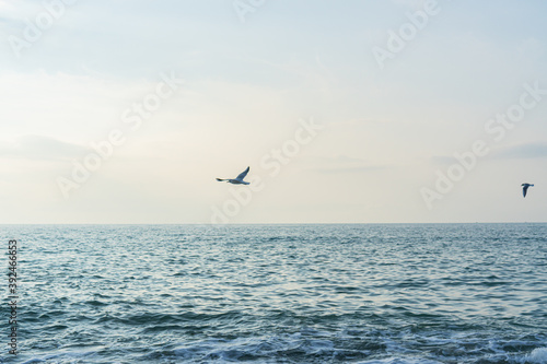 seagulls fly over the Black Sea in Sochi