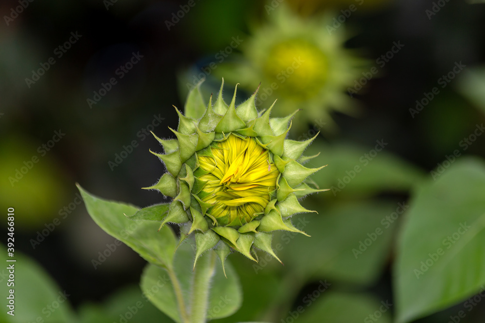 Young  sunflowers growing in the field. Blooming sunflower. Farm. Biology. Harvesting. Amazing nature.