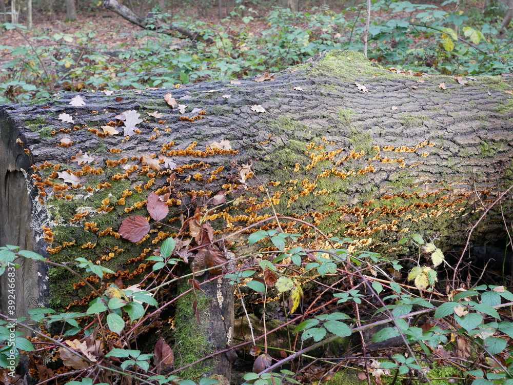 lichen and fungi on a wood stump lichen and fungi on a wood stump