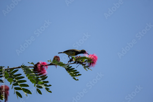 Bird on tree of Pink flower Powder Puff photo