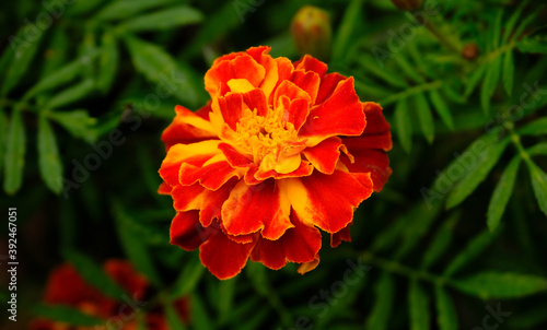 Tagetes flowers in a garden.