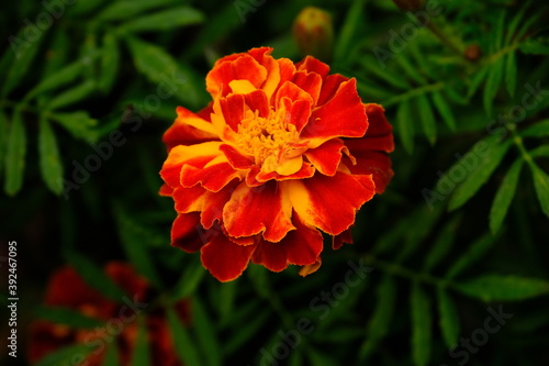 Tagetes flowers in a garden.