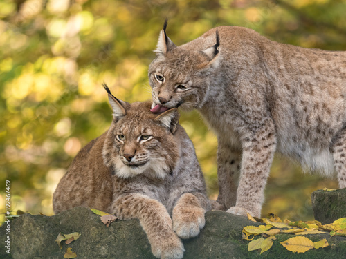 Eurasischer Luchs, Nordluchs, Lynx lynx, Luchs © dina