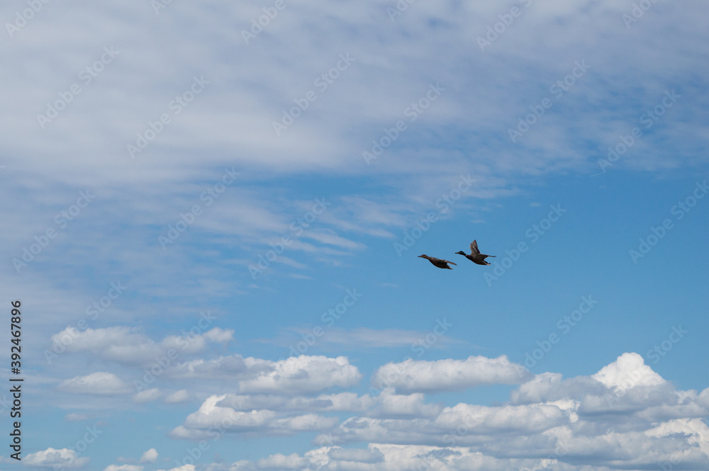 Vol de canards au milieux de nuages blanc