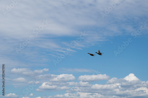 Vol de canards au milieux de nuages blanc