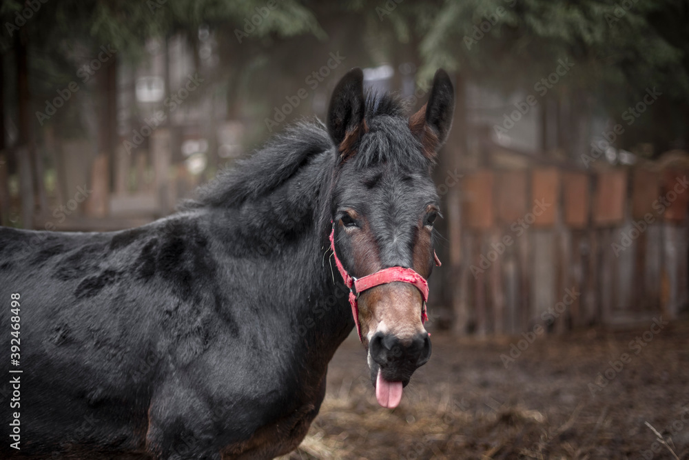 Obraz premium black donkey in nature