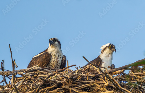 Pair of Ospreys in a nest aganist a blue sky on Sanibel Island in Southwest Florida in the Umited States