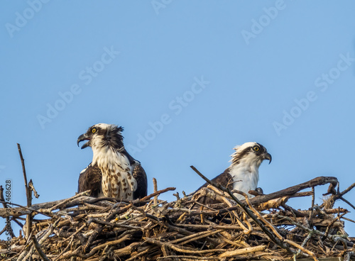 Pair of Ospreys in a nest aganist a blue sky on Sanibel Island in Southwest Florida in the Umited States