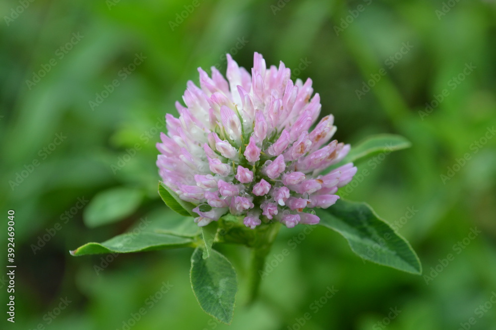 clover
clover