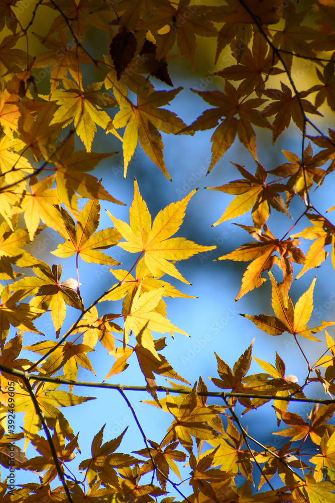 Obraz premium 多聞院（埼玉県）の紅葉