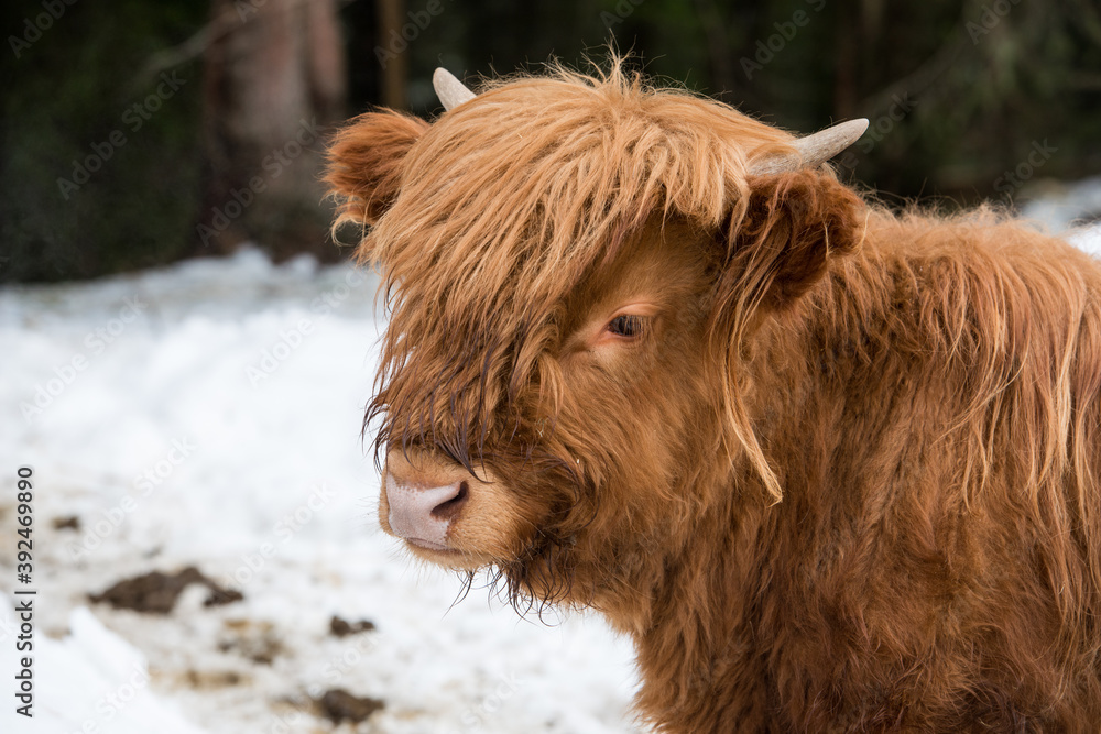 Fototapeta premium The Highland, a Scottish breed of rustic cattle