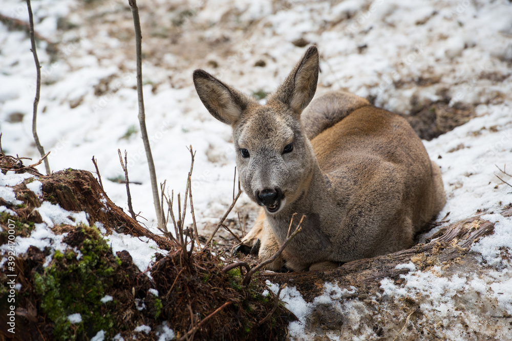 Fototapeta premium Little fallow deer on the snow. winter time