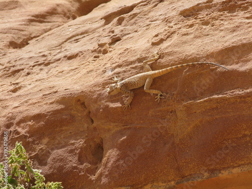 le lezard