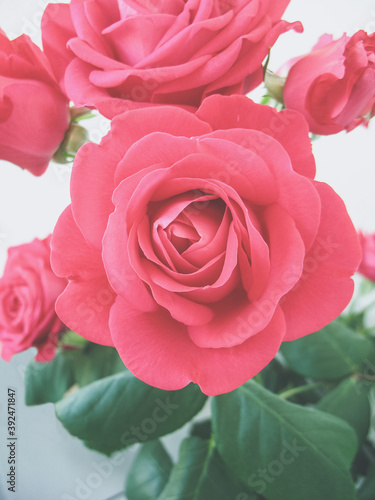 Red Rose Flower Romance Greeting Card Print