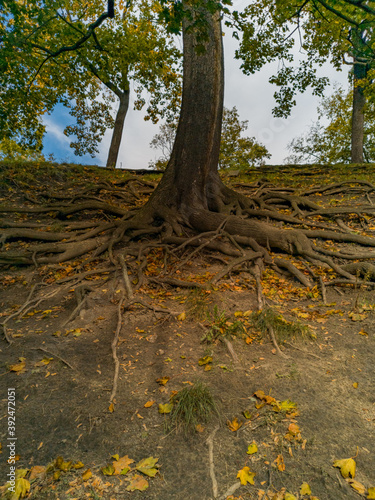 Many tree roots outside the ground in park