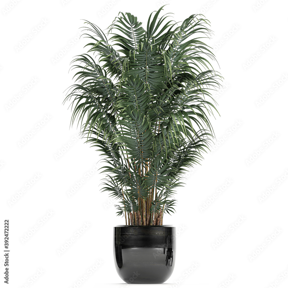 palm trees in a pot on a white background palm trees in a pot on a white background