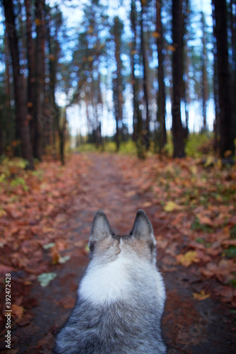 West Siberian Laika. Dog like a wolf