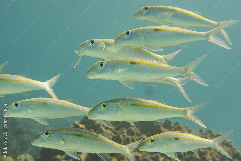 Fototapeta premium School of tropical fish swimming over reef in blue water