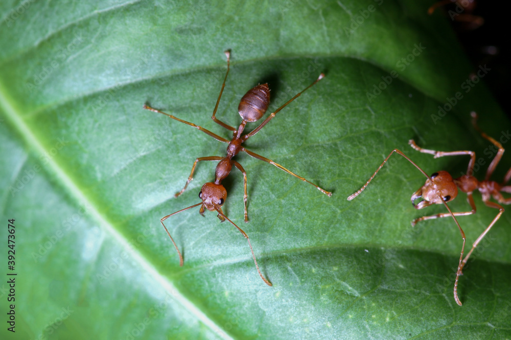 Close up red ant on green leaf in nature at thailand Close up red ant on green leaf in nature at thailand