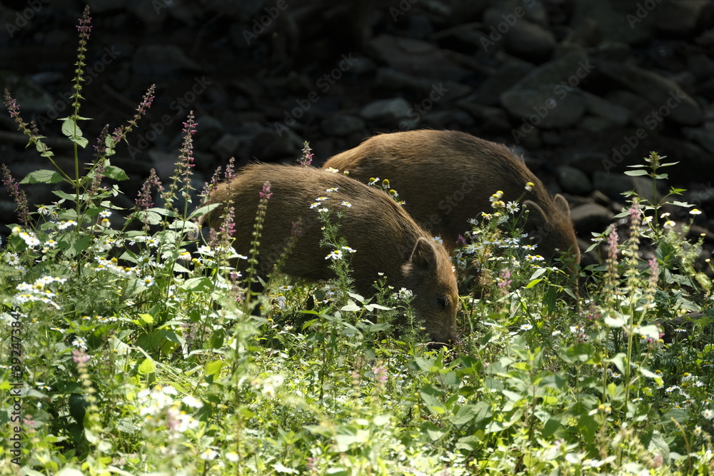 Wildschwein, Sus scrofa