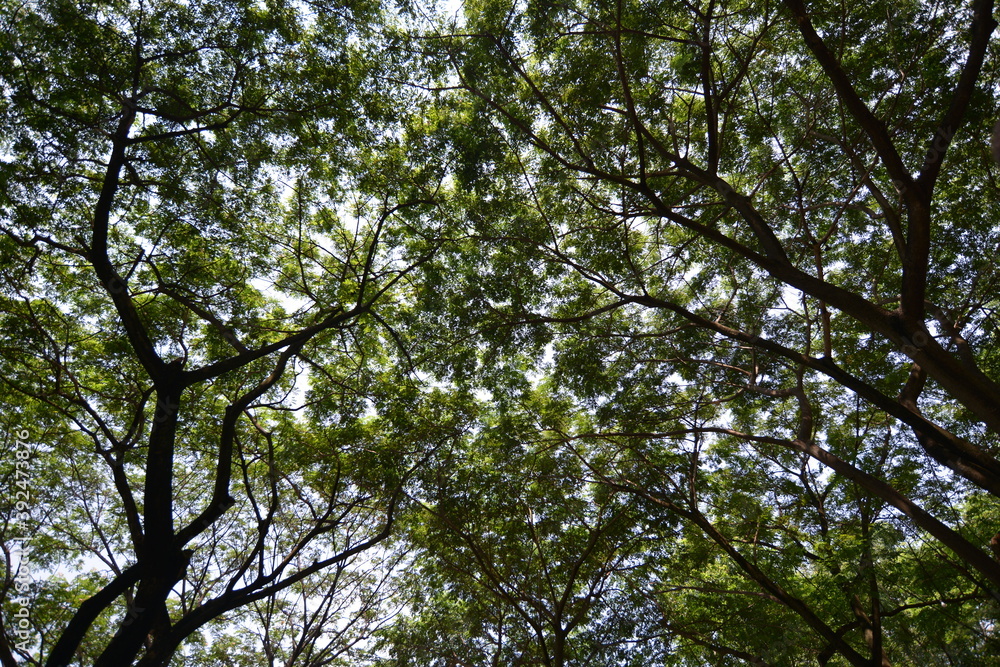 leaves against blue sky leaves against blue sky