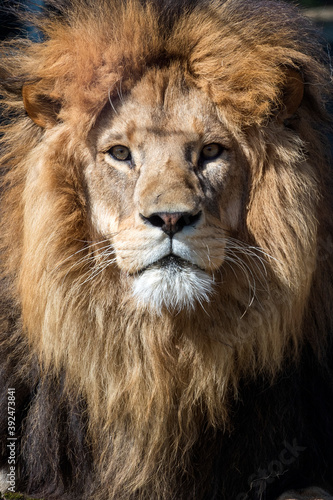 Fototapeta Naklejka Na Ścianę i Meble -  The eye of the lion