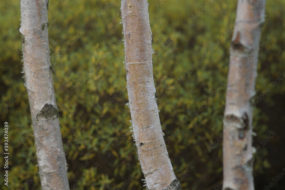 Fototapeta premium Birch trees inside of a green garden or park like area