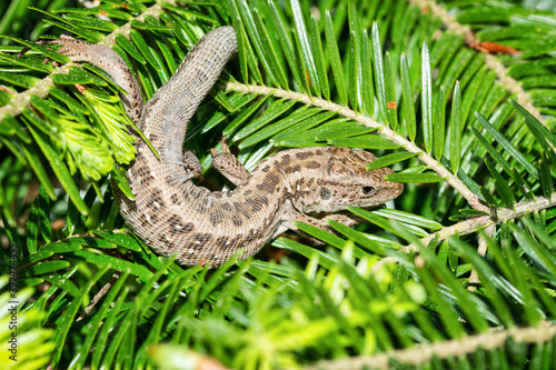 Close up of a small lizard in a spruce tree