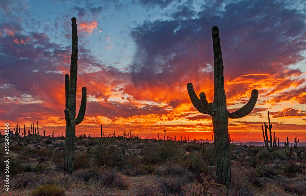 Burning Sky Sunset With Cactus In Scottsdale AZ Burning Sky Sunset With Cactus In Scottsdale AZ