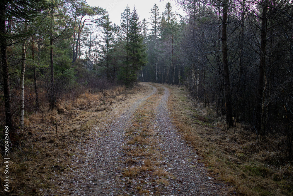 Dirt road in the woods on a gloomy autumn November day. Dirt road in the woods on a gloomy autumn November day.