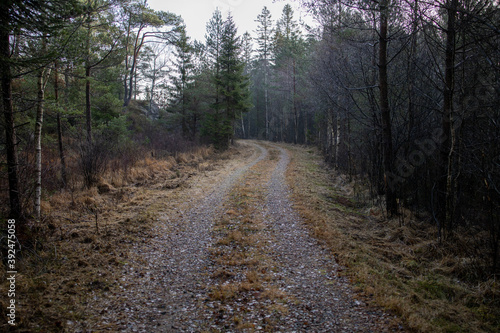 Dirt road in the woods on a gloomy autumn November day. 