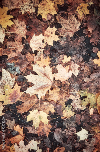 Autumn leaves on the ground, color toned nature background.