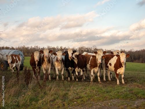 montbéliarde cows on a row in a meadow © yvonne