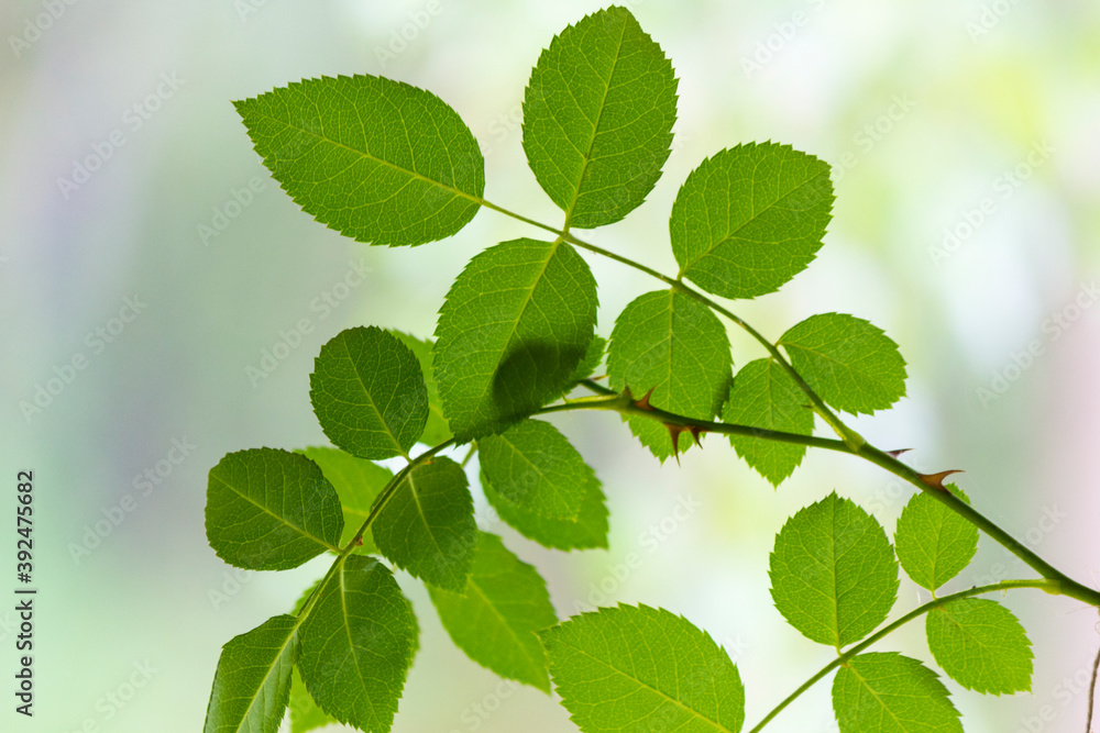 Green leaves background, rose leaves seen close up Green leaves background, rose leaves seen close up