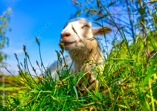 Cute animal enjoying life in meadow at summer. Sheep relaxing at nature. Low view of funny white smiling lamb laying in field. Close-up of hooves and leg of sheep in green grass. Happiness, joy, relax