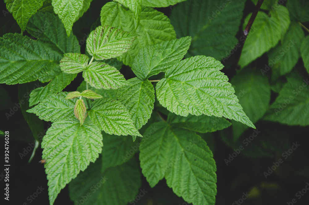 Close-up of raspberry leaves on dark blurred background Close-up of raspberry leaves on dark blurred background