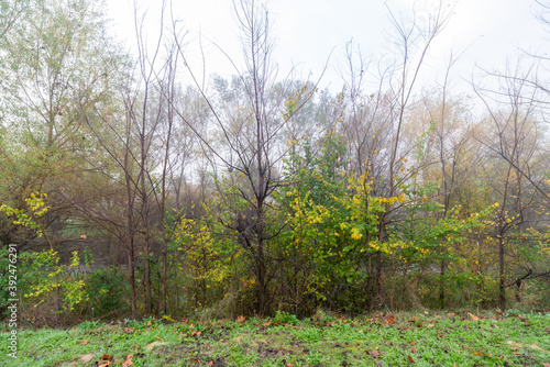 Fototapeta Naklejka Na Ścianę i Meble -  panorama del campo en otoño con hojas verdes