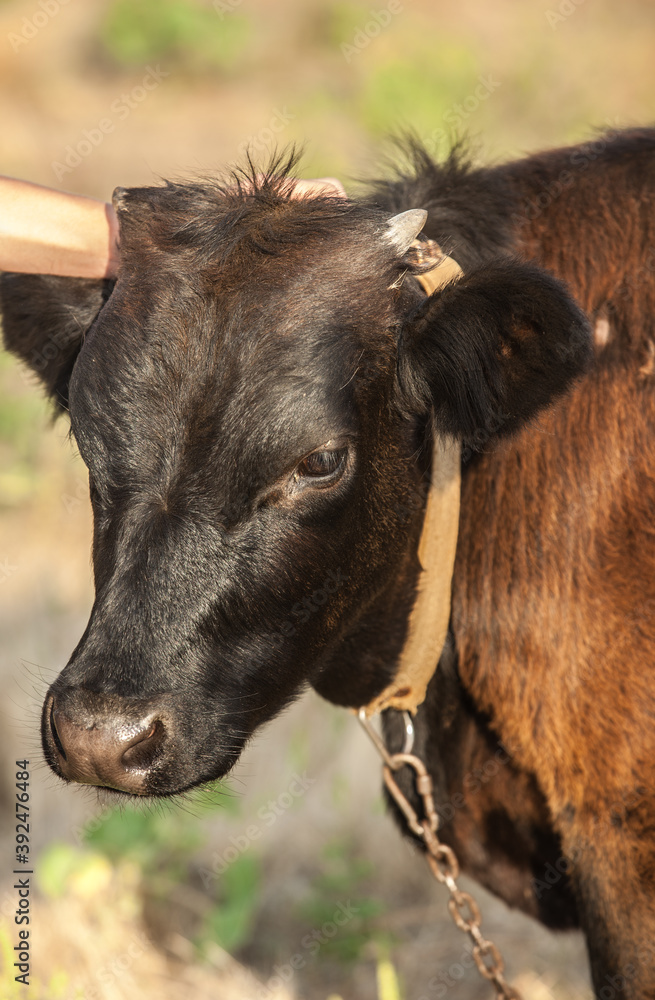 Portrait of a young bull. Calf on pasture.