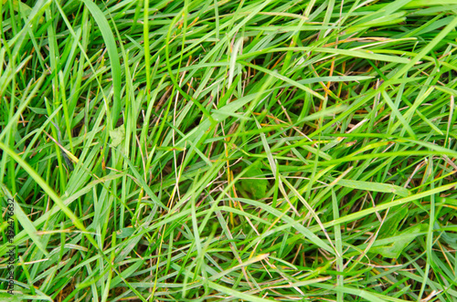 Close-up of green grass in the garden