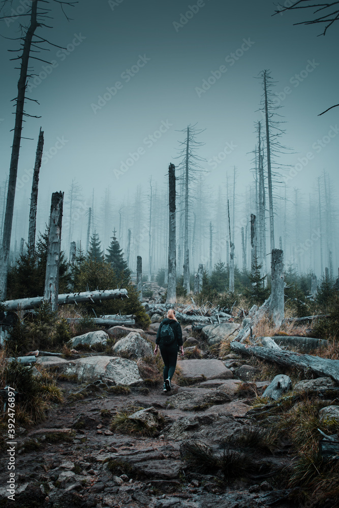 Dead trees in the mountain landscape with heavy foggy winter weather. Hiking in moody dark vibes. Alps mountains