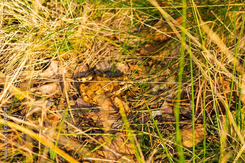 Frog in the grass, Rana temporaria