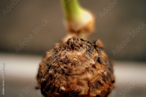 The texture of ginger shoots that will grow into stems and leaves.