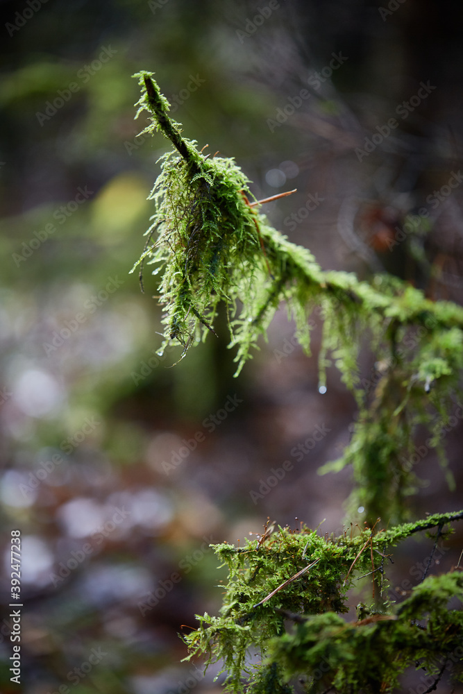 Nuture of Belarus. forest in outumn Nuture of Belarus. forest in outumn