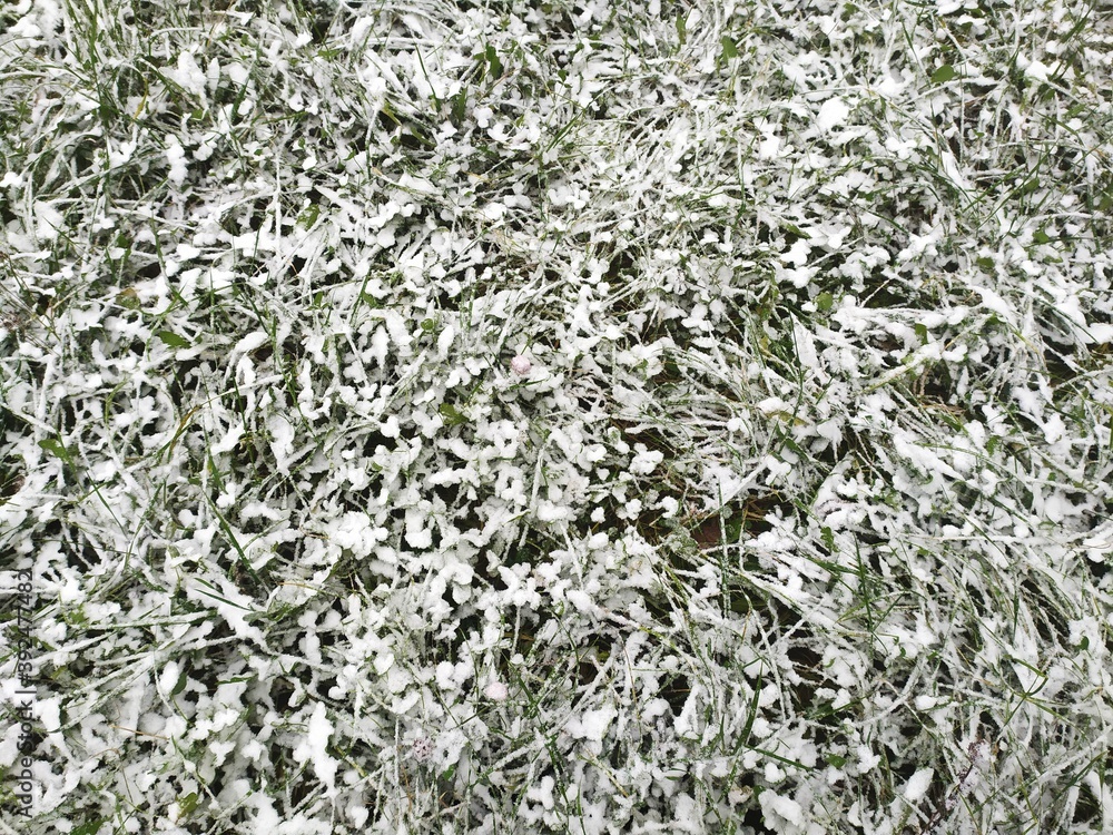 The first snow on the grass. natural floral texture, winter background The first snow on the grass. natural floral texture, winter background