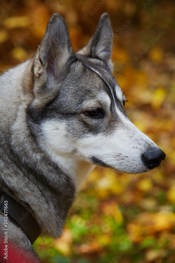 West Siberian Laika. Siberian dog